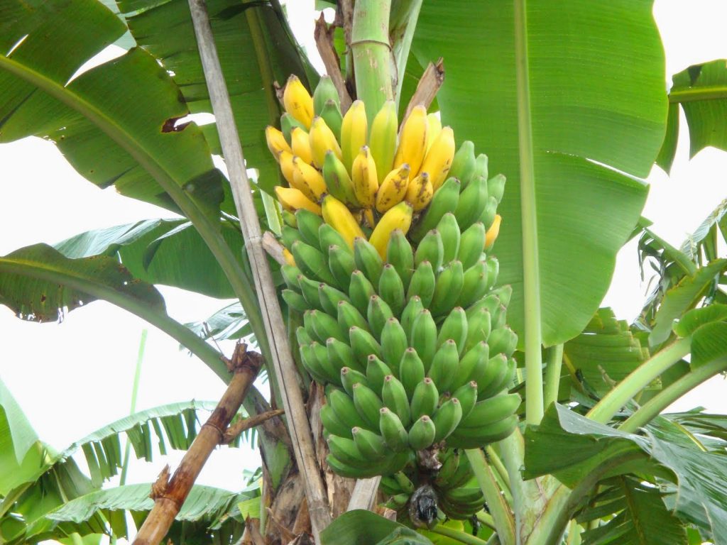 Jual Bibit Pohon Pisang Tamantropis