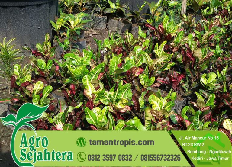  Jual  Tanaman  Hias  Bunga Puring Jakarta 