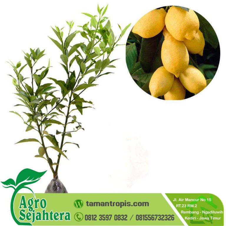 Jual Bibit Jeruk Lemon Tamantropis