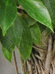 daun spathodea